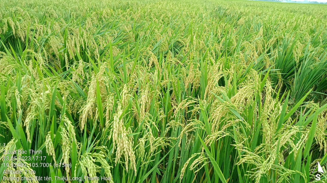 Bắc Thịnh 5