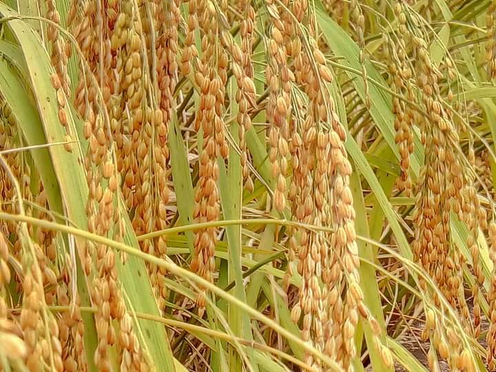 Lúa nếp cái hoa vàng 4