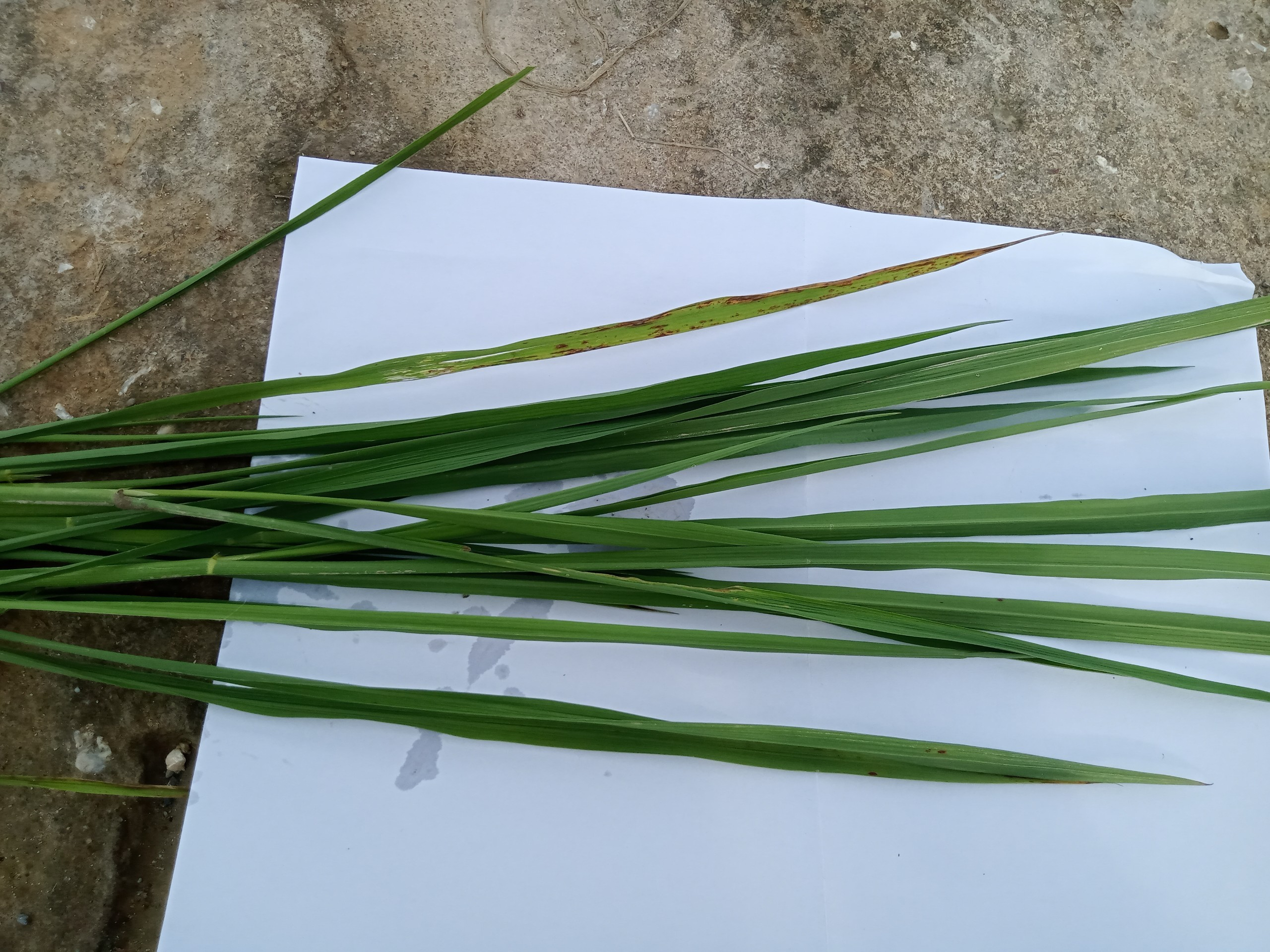 Lúa nếp cái hoa vàng 3