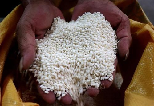 Lúa nếp cái hoa vàng