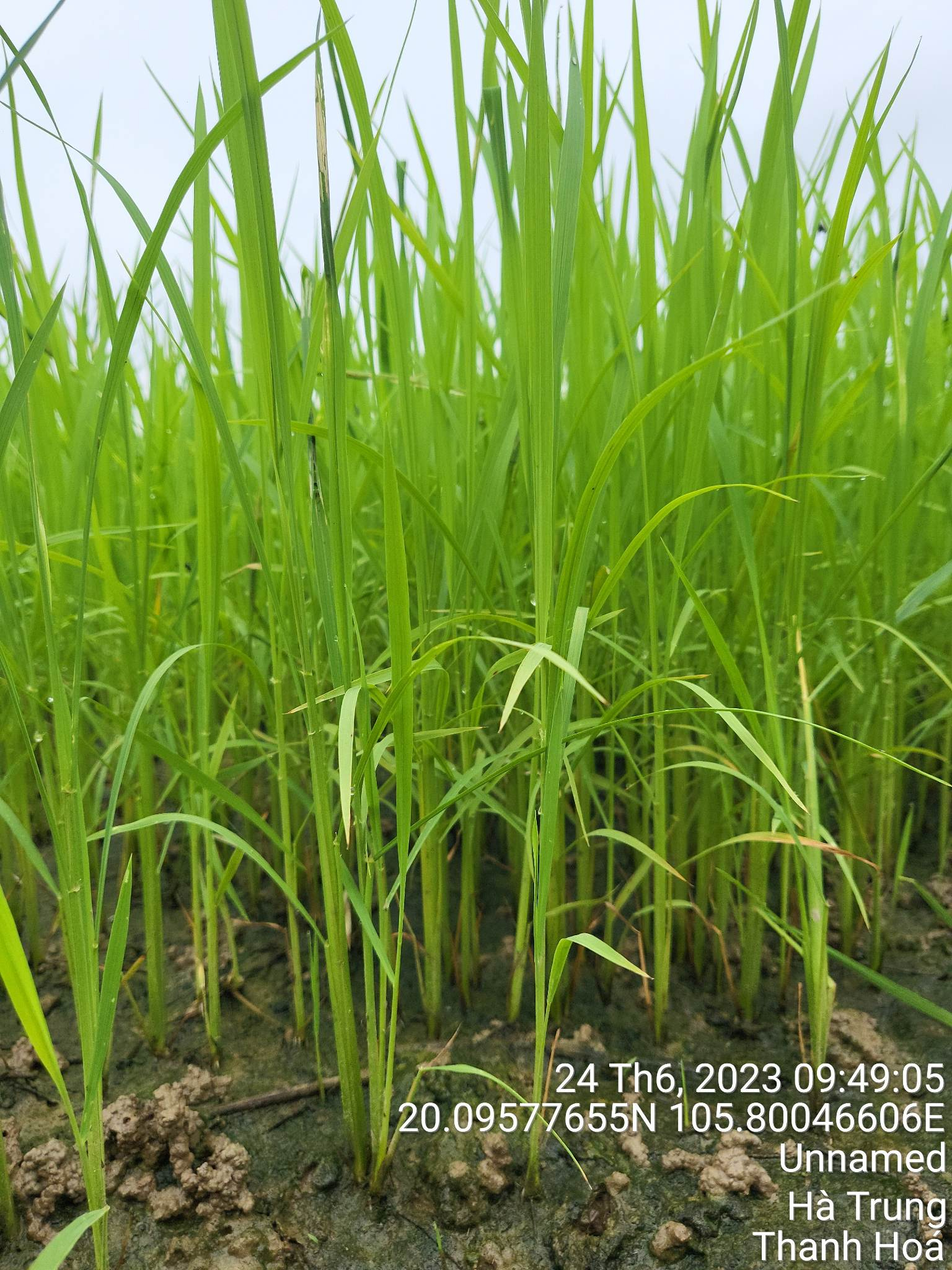 Lúa nếp cái hoa vàng 5
