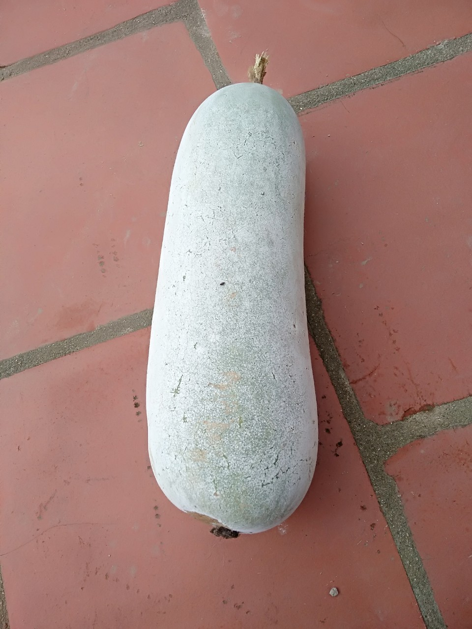 Cây bí đao 2