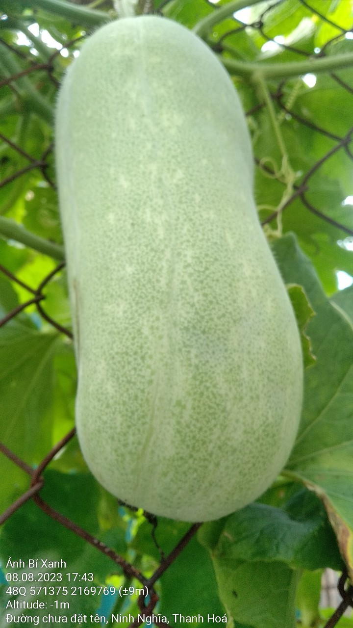 Cây bí đao