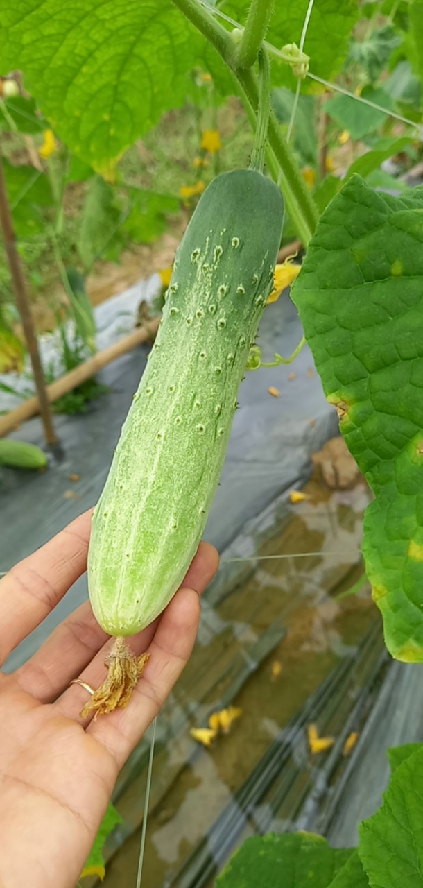 Dưa chuột nếp 4