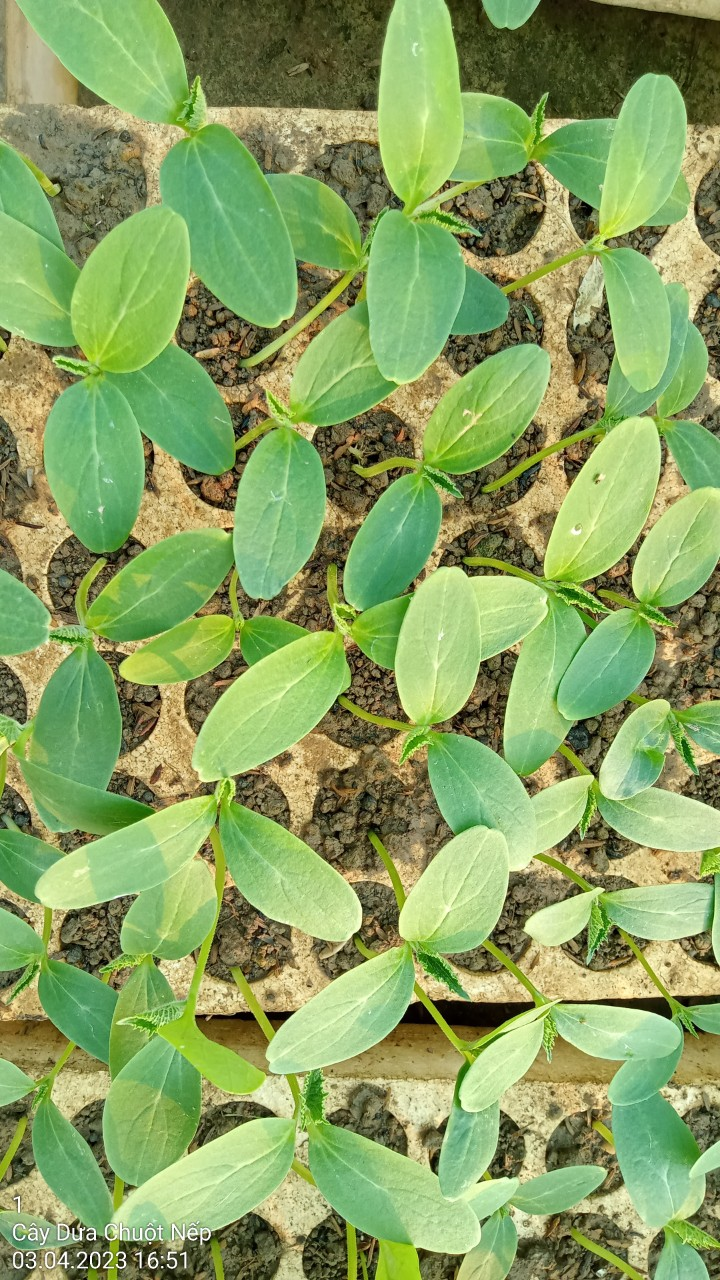 Dưa chuột nếp 2