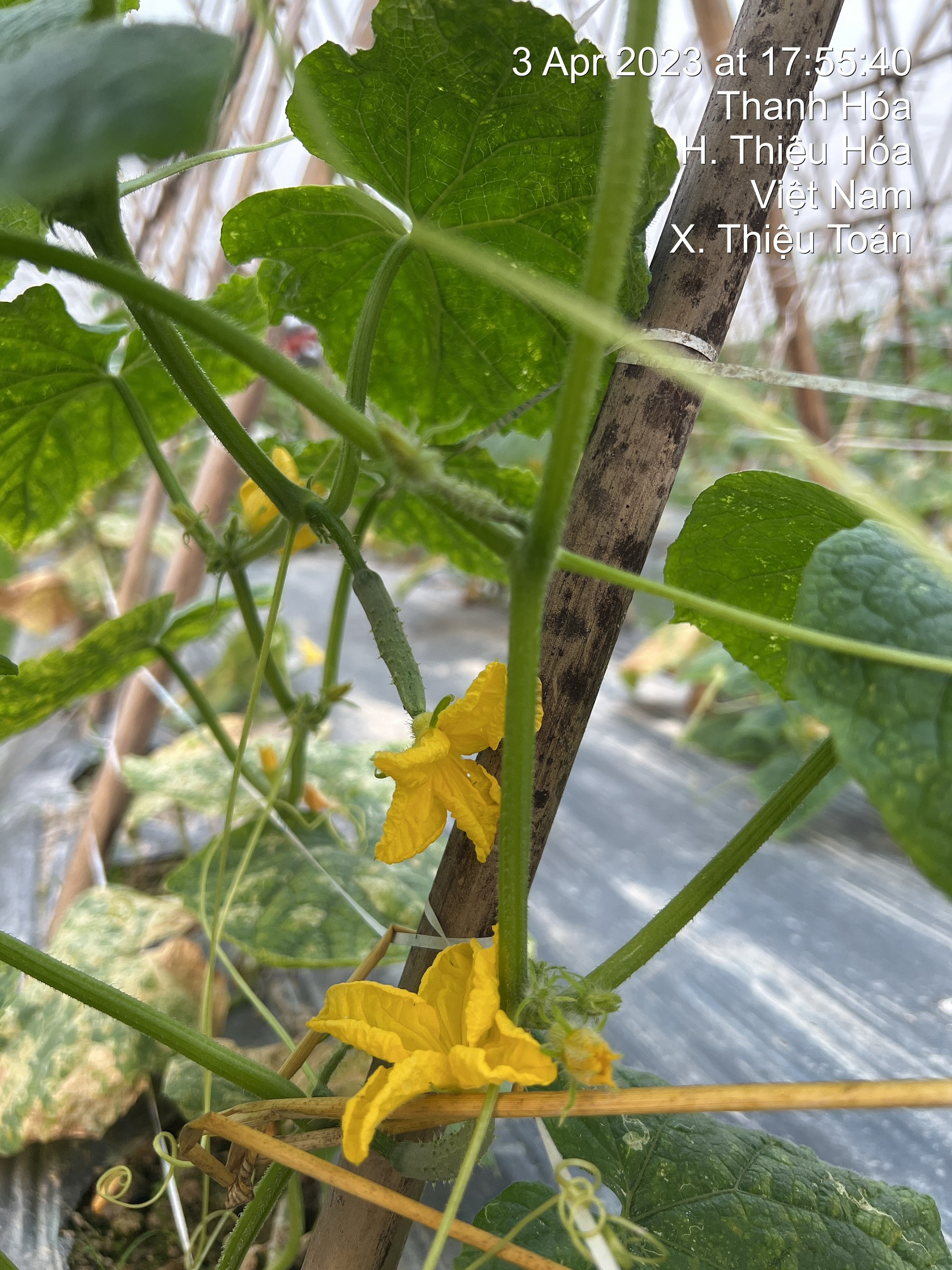 Dưa chuột nếp 7
