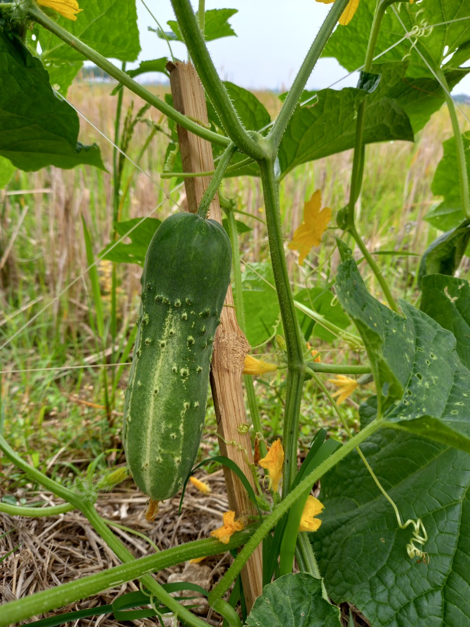 Dưa chuột nếp 5