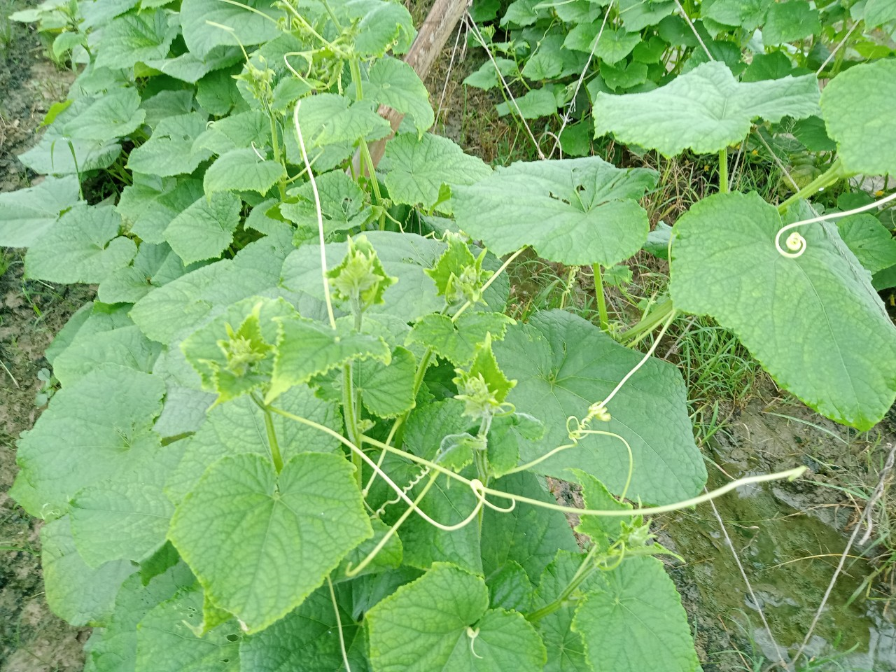 Dưa chuột nếp