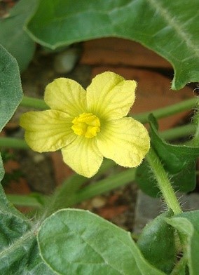 Dưa chuột nếp 3