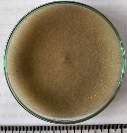 Nấm mốc Rhizopus