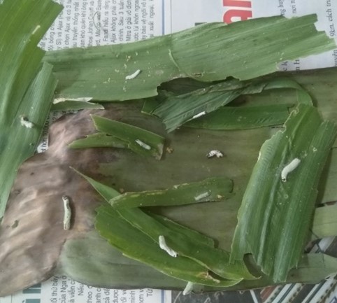 Nấm bạch cương 3