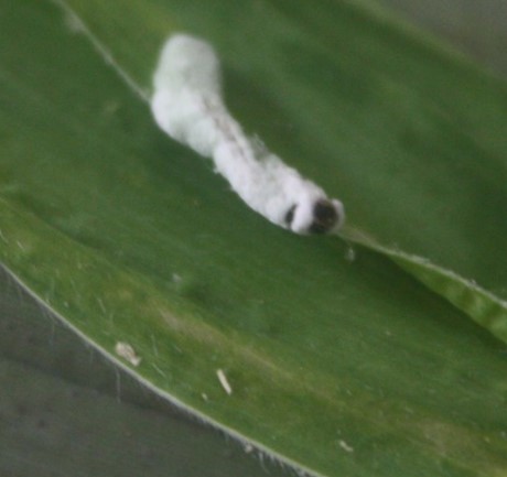 Nấm bạch cương 4
