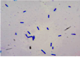 Vi khuẩn Bacillus 2