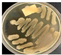 Bacillus subtilis var. natto
