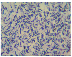 Bacillus subtilis var. natto 2